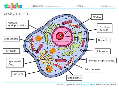 Arriba 82 Celula Eucariota Animal Dibujo Facil Muy Caliente