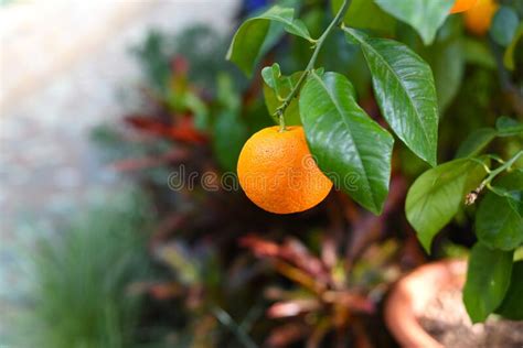 Small Orange Fruit Growing On A Tree Stock Image Image Of Delicious