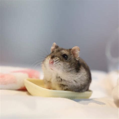 Should You Bury Or Cremate Your Hamster Safe Passage