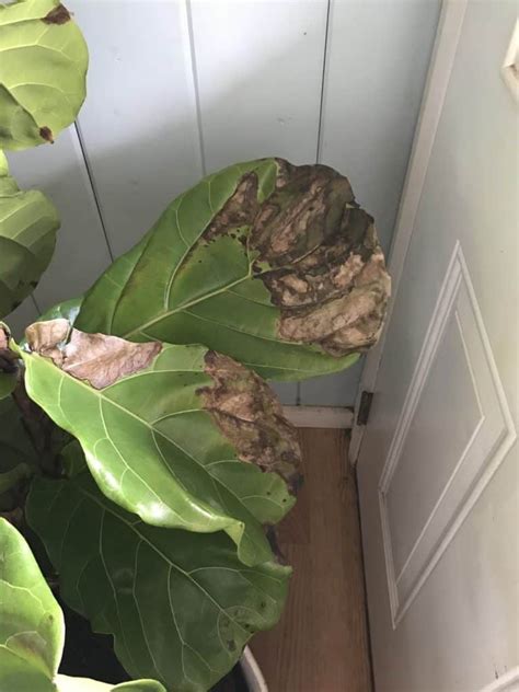 Leaves Turning Brown And Falling Off The Fiddle Leaf Fig Plant Resource