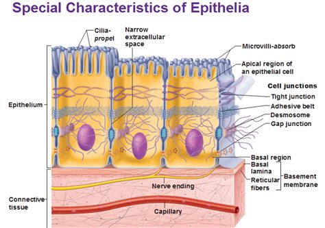 Basics Of Epithelial Tissue