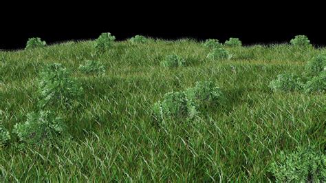 Forest 3d Grass Cgtrader