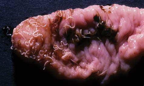 Worms, or intestinal parasites, can affect all kittens and cats. Quiz: Intestinal Parasites | Clinician's Brief