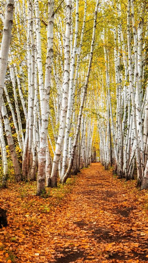 Birch Fall Path 4k Hd Nature Wallpapers Hd Wallpapers Id 43421