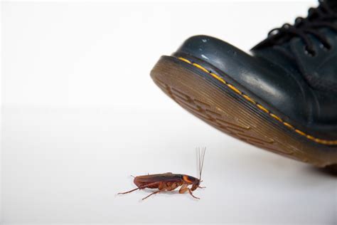 By using a high quality fertilizer and weed control product, we can guarantee your satisfaction. Commercial Pest Management - Quick Kill Pest Control