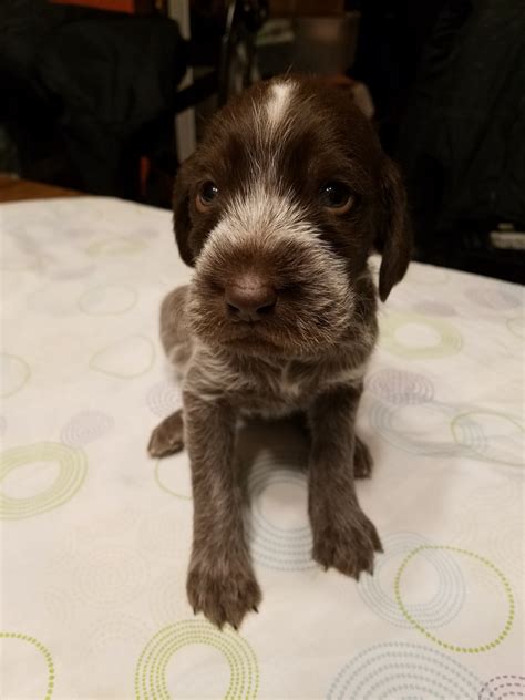 This is a powerful breed that is review how much german wirehaired pointer puppies for sale sell for below. German Wirehaired Pointer Puppies For Sale | Aberdeen, SD ...