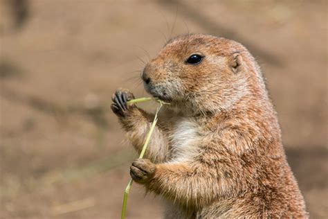 Prairie Dog Chatter The Science Behind A New Language By Scientific