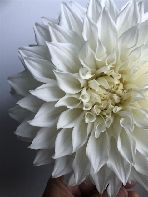 Charming morning glory flowers greet you any time you use this dinnerware from anna weatherley. Snow Cap Dahlia Dinner plate dahlia/flowers | Dahlia ...