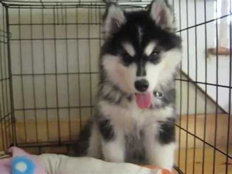 Maybe you would like to learn more about one of these? Husky Puppy Hiccups! - YouTube
