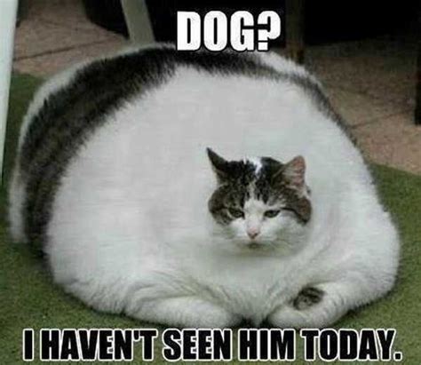 20 Funny Fat Dog Memes Factory Memes