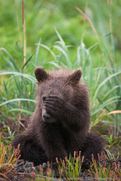 Brown Bear Cub Ron Niebrugge Photography