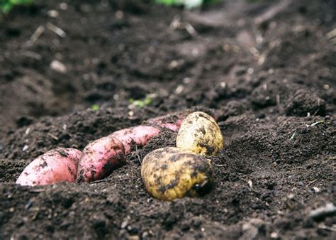 The Surprising Healing Qualities Of Dirt By Daphne Miller