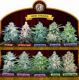 Buy Medical Marijuana Seeds Photos