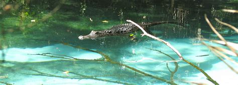 Floridas Threatened Springs Phillips Natural World