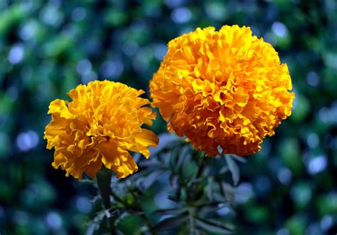 Marigold Bunga Bunga Tanaman Foto Gratis Di Pixabay Pixabay