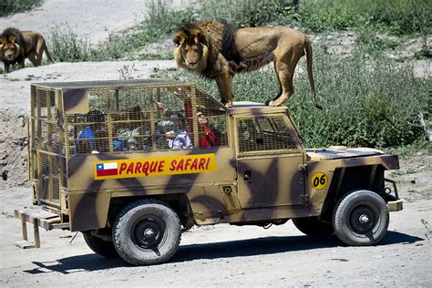 O parque safari não fica em santiago, fica em rancagua uma cidade a 1 hora de santiago. Parque Safari: The Zoo in Chile Where Humans are in Cages ...