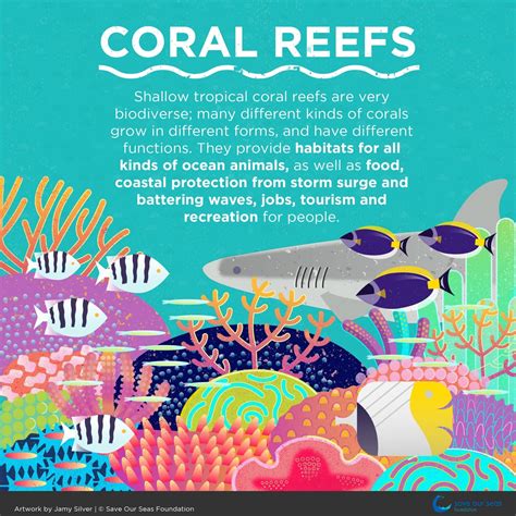 Infographics Save Our Seas Foundation