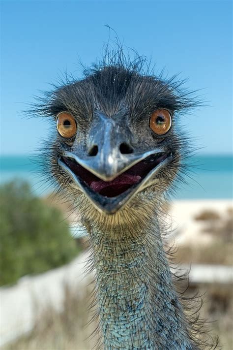 Bird Emu Smiling Free Photo On Pixabay Pixabay