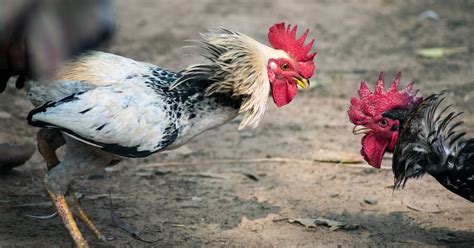 Terriermans Daily Dose Pecking Orders And Dominance In Chickens