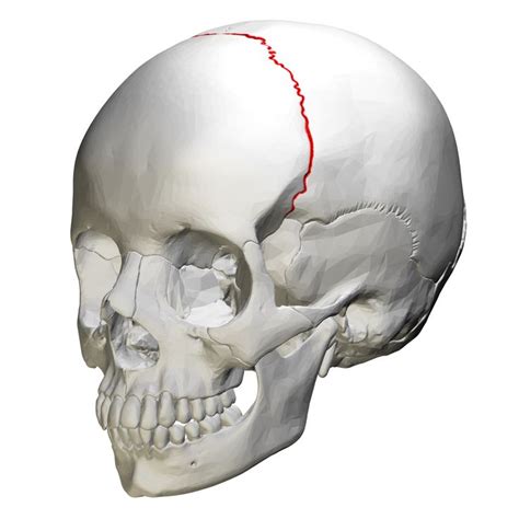 Coronal Suture The Articulate Between Frontal Bone And Parietal Bone