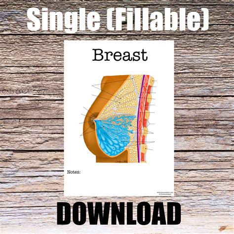 Breast Anatomy Worksheet Single Fillable Digital Download Human Anatomy Notes Anatomy Art