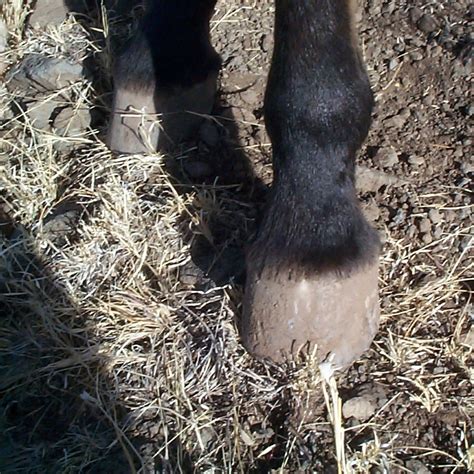 What Makes It “natural Hoof Care” — Enlightened Equine