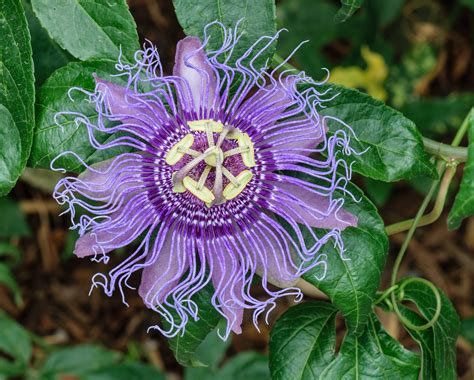 100 Passiflora Edulis Seeds Purple Passion Flower Seeds Etsy