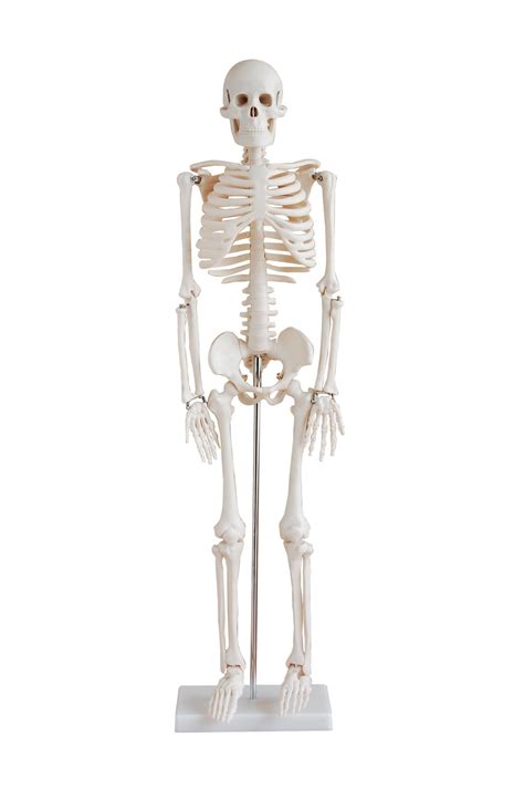 Click on the labels below to find out more about your skeleton. Anatomical Skeleton Model - 85cm Tall