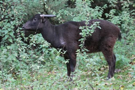 Mountain Anoa Bubalus Quarlesi Zoochat