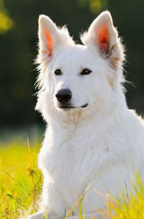 20 Cute German Shepherd Dogs And Facts White German Shepherd Dog
