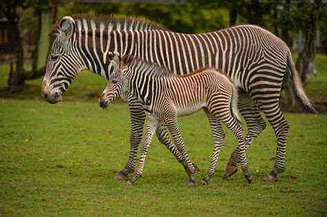 Second Grevys Zebra Of The Season For Chester Zoo Zooborns