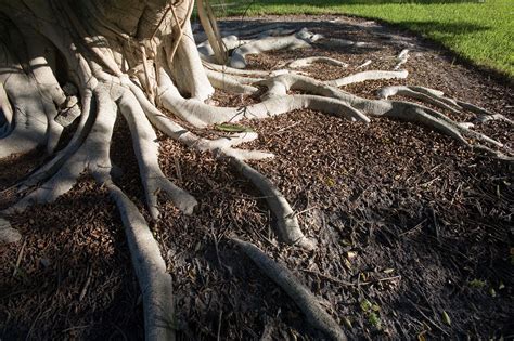 The Roots Of A Large Tree Are Exposed