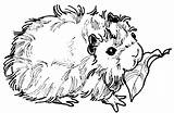 Guinea Meerschweinchen Colorings Konabeun Malvorlagen Axelsen Coloringhome sketch template