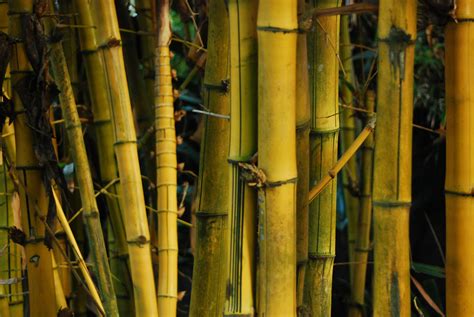 History Of Bamboo Clothing Where It Came From And Where Its Going