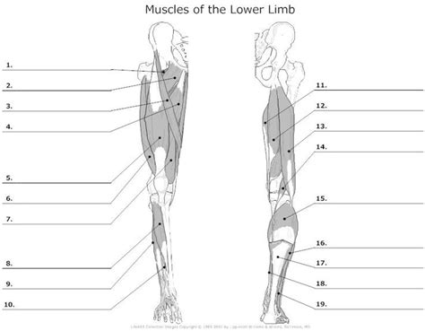 Muscles of arm and shoulder, unlabeled stock photo. 25 best ideas about muscle_blank on Pinterest | Study ...
