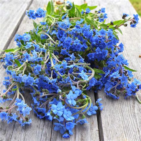 Chinese Forget Me Nots Firmament Gardeners Workshop