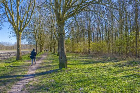 Trees Along A Path In A Forest Below A Blue Sky In Spring Stock Photo