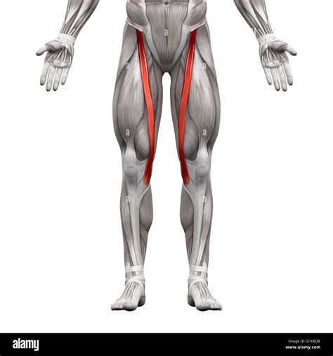 Leg Gracilis Muscle Anatomy