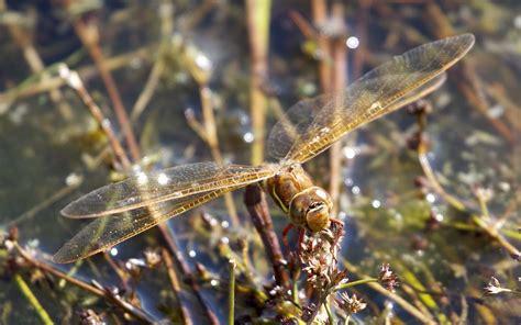 Brown Hawker Dragonfly Rodley Nature Reserve Flickr