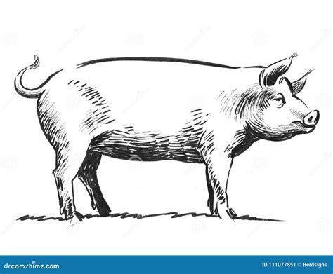 Pencil Drawing Of A Pig