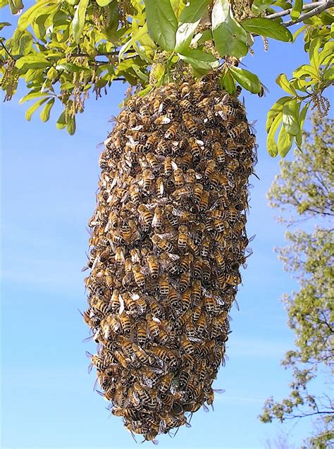 This site provides total 1 hindi meaning for on the house. The meaning and symbolism of the word - «Beehive»