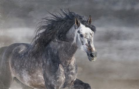 Wallpaper Grey Horse Horse Stallion Running Mane Gallop © Ryan