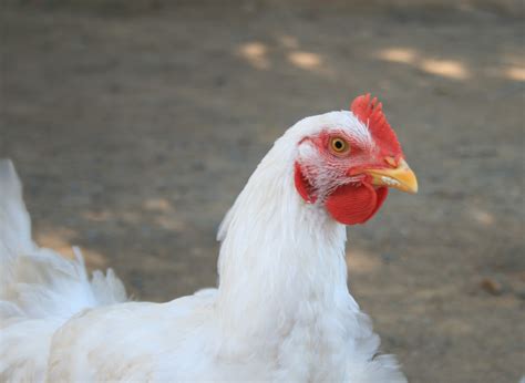 Free Images Bird Wing Farm Beak Chicken Fowl Fauna Rooster