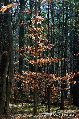 Trees Of Wisconsin Fagus Grandifolia American Beech