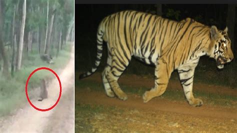 Odisha Tiger Spotted In Sambalpur S Debrigarh Wildlife Sanctuary
