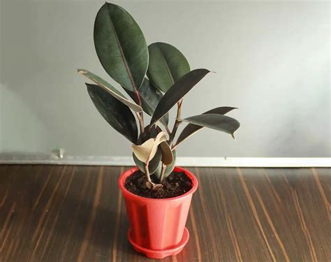 How To Properly Care For Rubber Plants
