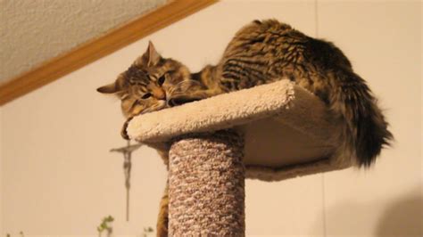 We did not find results for: Maine Coon cats reaction to new cat tree, tower, condo ...