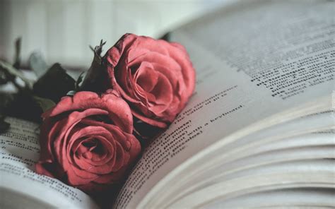 розы книга Rose Book подборки Обои на рабочий стол Mirowo