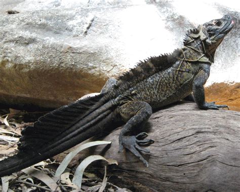 10 Weirdest Lizards In The World