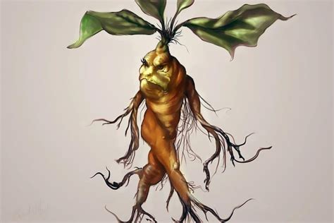 Magical Mandrake Root History Folklore And Uses
